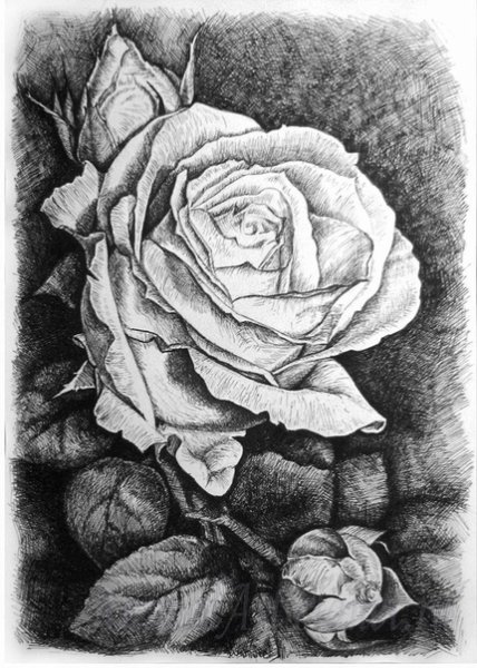 Графика карандашом