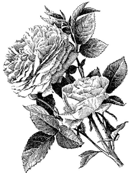 Красивые цветы черно белые