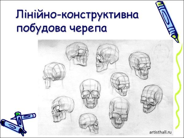 Конструктивный рисунок черепа в разных ракурсах