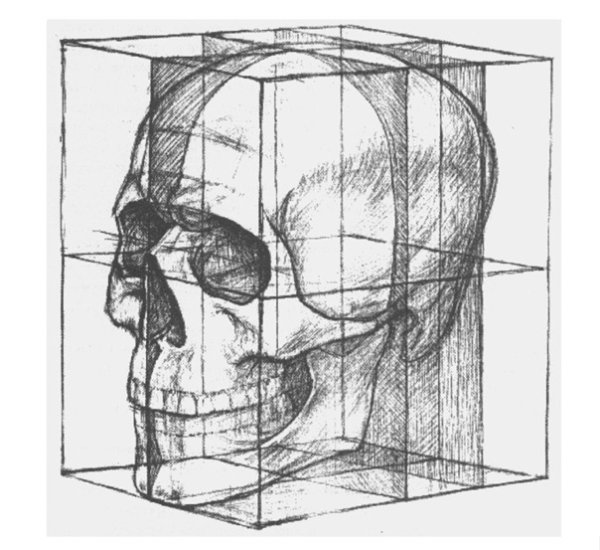 Анатомия Баммеса голова