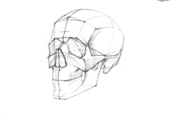 Построение черепа Академический рисунок конструктивное