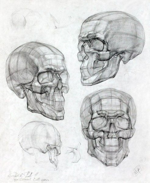 Баммес анатомия череп
