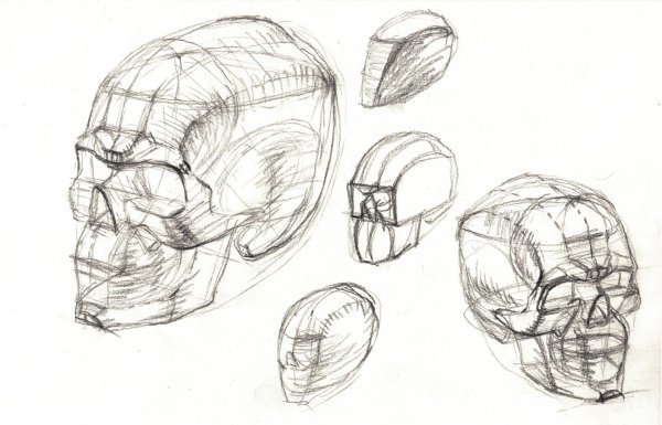 Пластическая анатомия Баммес череп