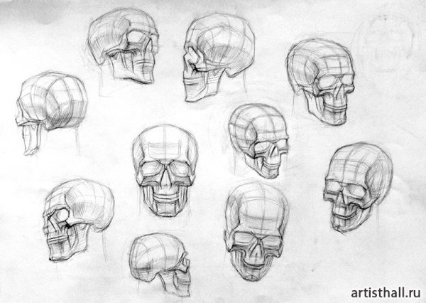 Зарисовки черепа в разных ракурсах