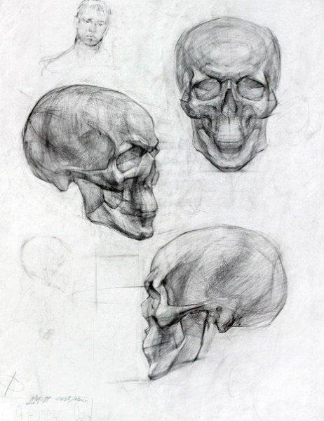 Готтфрид Баммес череп