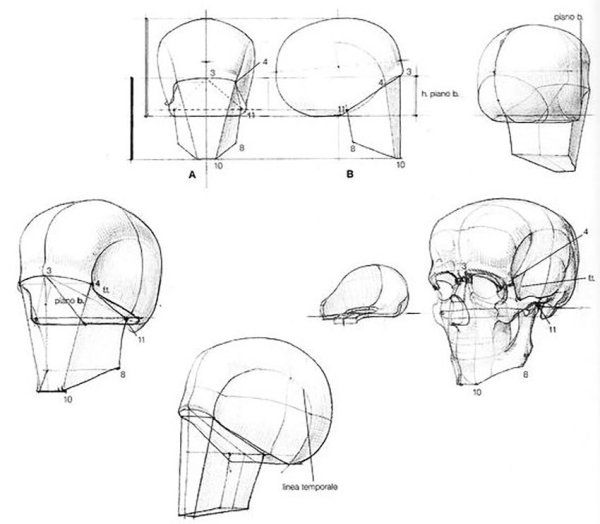 Пропорции головы человека бамесс