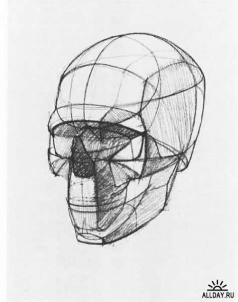 Линейно конструктивное построение головы