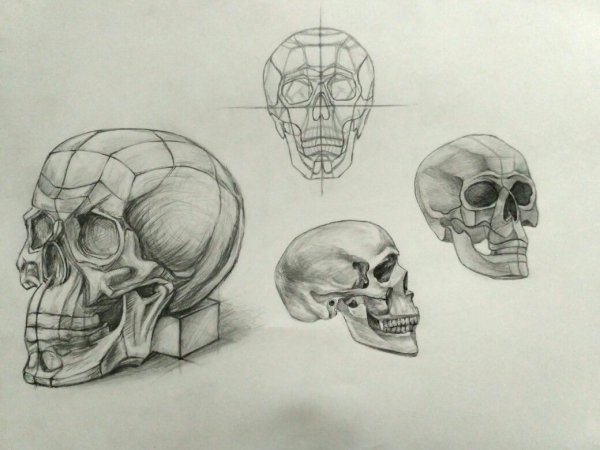 Череп линейно конструктивный сбоку