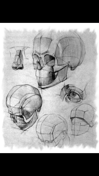 Баммес анатомия головы