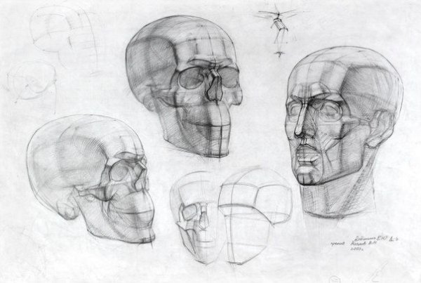 Штиглица Академический рисунок головы черепа