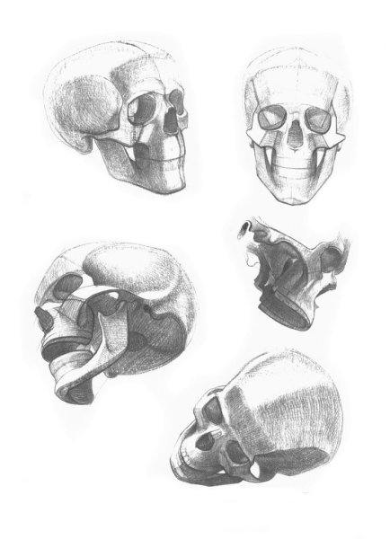 Готфрид Баммес голова