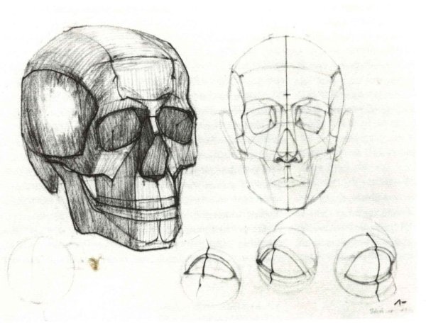 Готфрид Баммес голова и строение черепа
