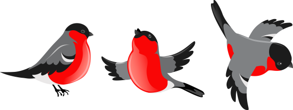 Снегирь на прозрачном фоне