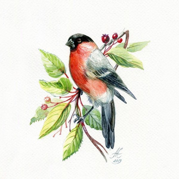 Снегирь акварель