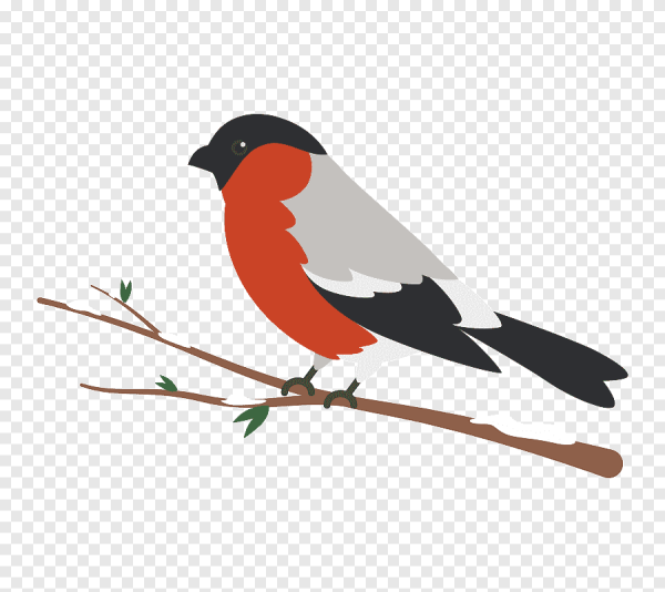 Снегирь контур