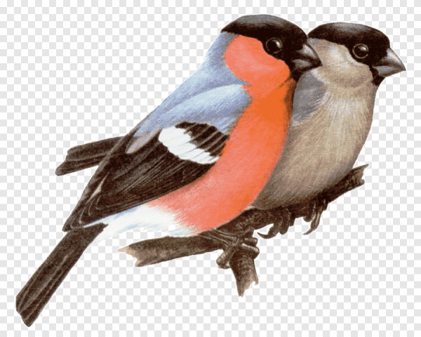 Снегирь на белом фоне