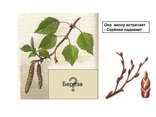 Почки березы рисунок