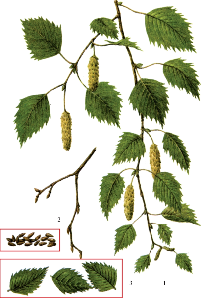 Береза бородавчатая листья