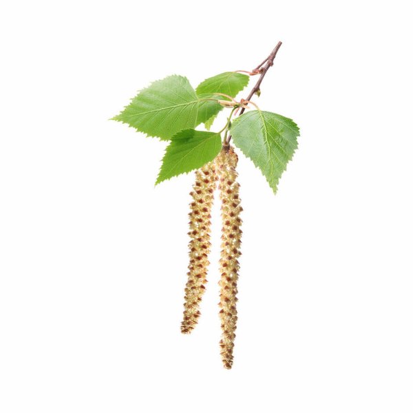 Березовые бруньки вектор