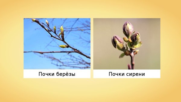 Побег березы с почками