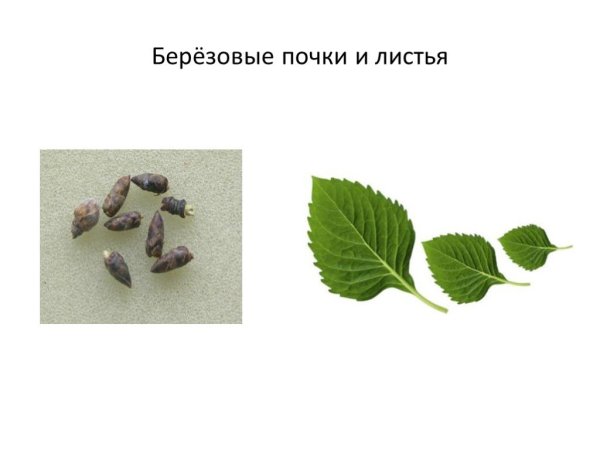 Листья и почки березы