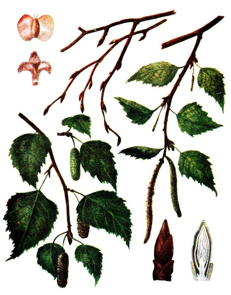 Береза повислая побег