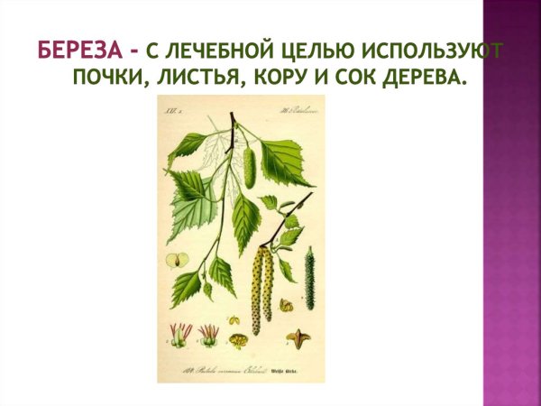 Береза повислая почки и листья