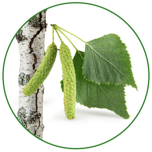 Береза листья сережки