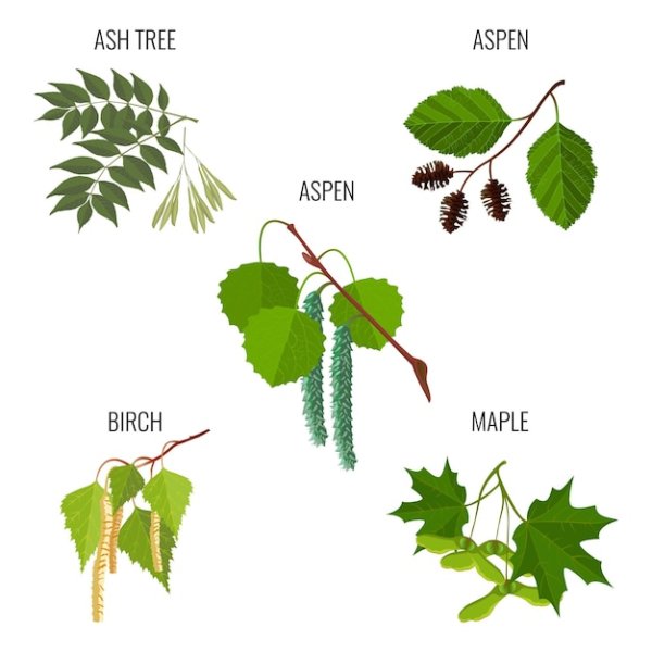 Листья осины и ясеня