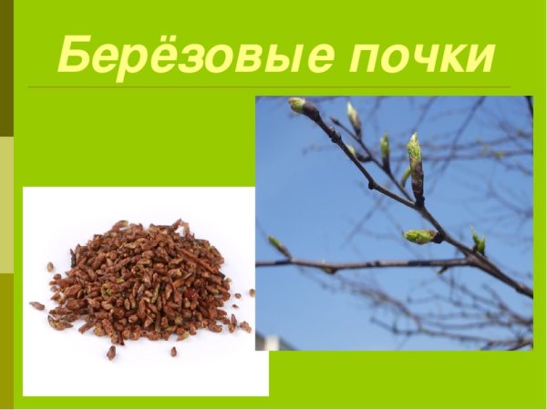 Почки березы описание