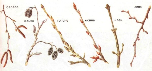 Ольха черная побег