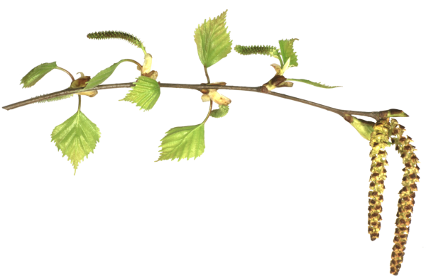 Березовые бруньки вектор