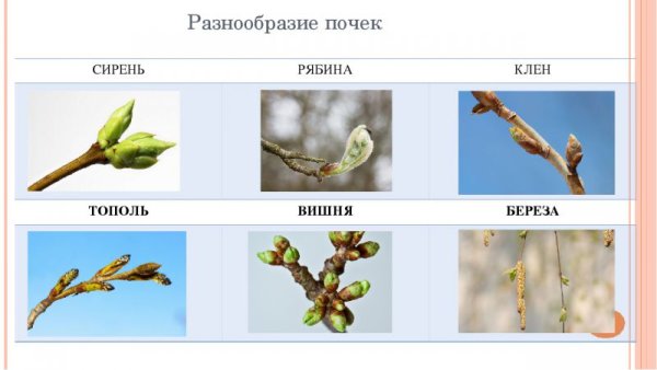 Почка тополя в разрезе рисунок