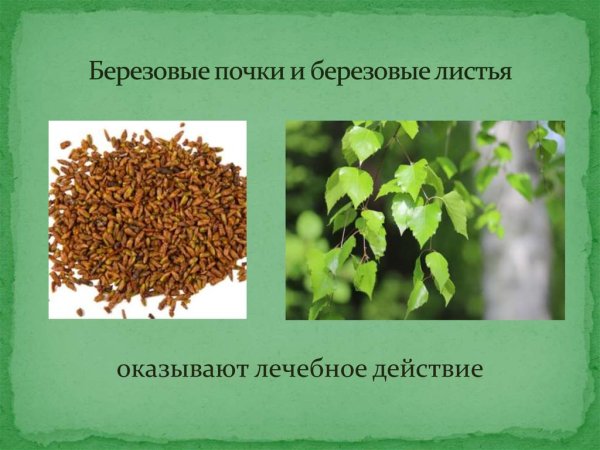 Березовые почки и листья