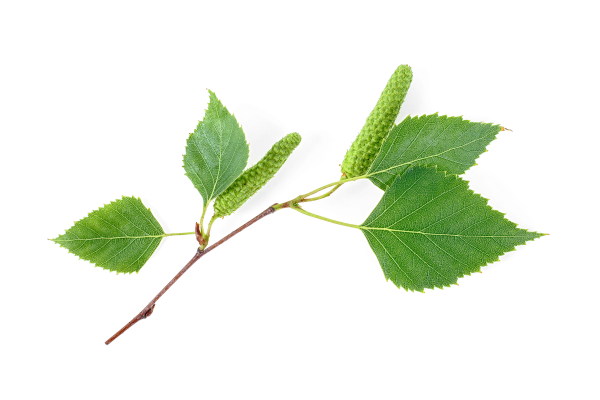 Почки березы на белом фоне