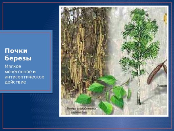 Почки березы микроскопия