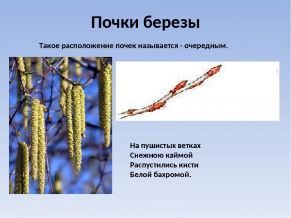 Береза повислая побег