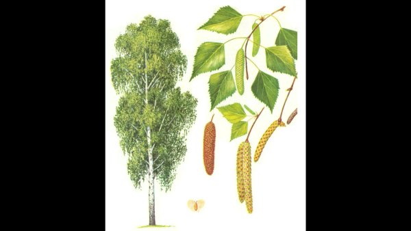 Береза повислая почки и листья