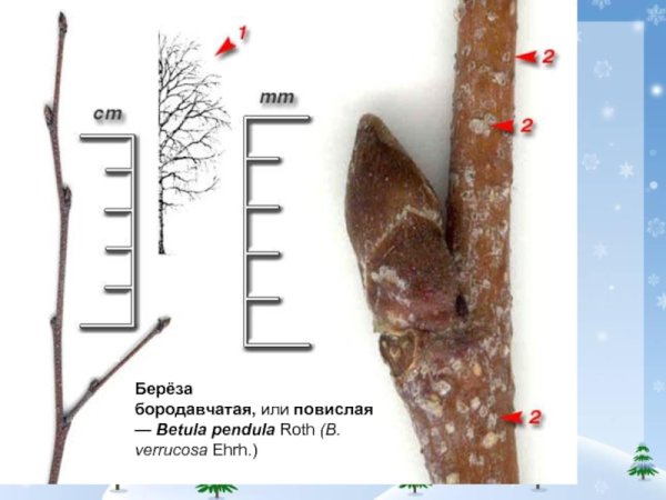 Береза повислая побег