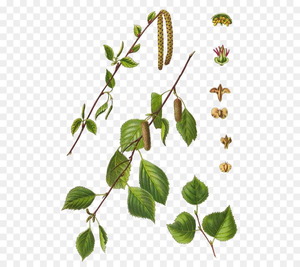 Береза повислая Ботаническая иллюстрация