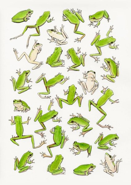 Жаба референс