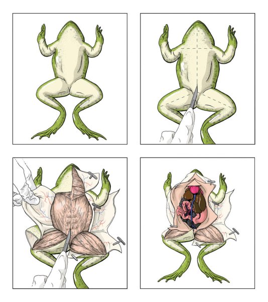 Лягушка препарированная лягушка