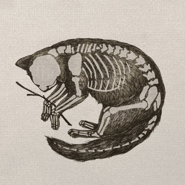 Скелет гравюра животные