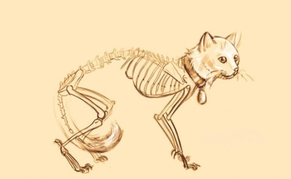 Скелет кошки для рисования