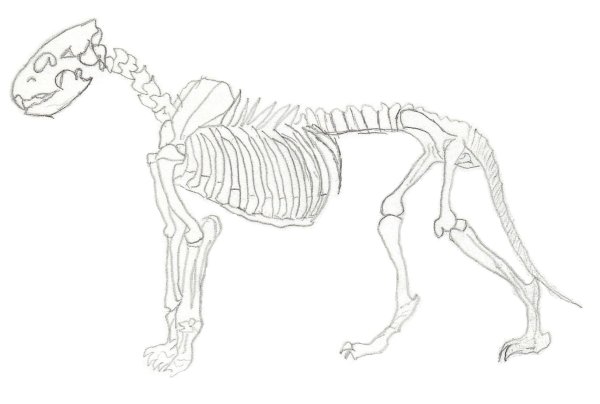 Скелет кошки спереди