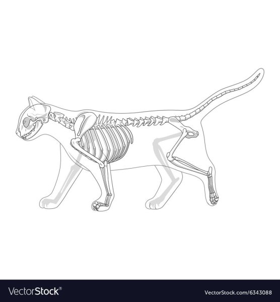 Анатомия кошек Ветеринария скелет