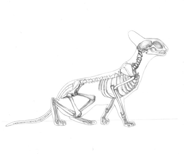 Скелет кошки сбоку