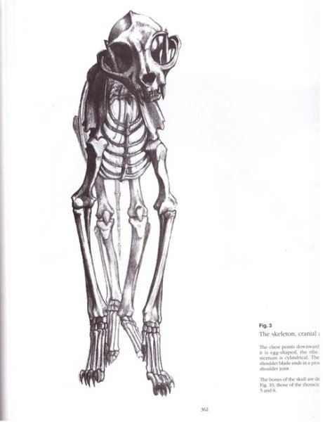 Скелет кошки вид спереди