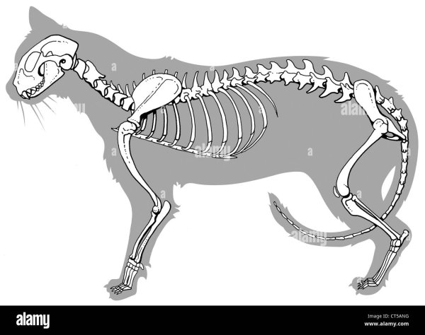 Скелет кота сбоку