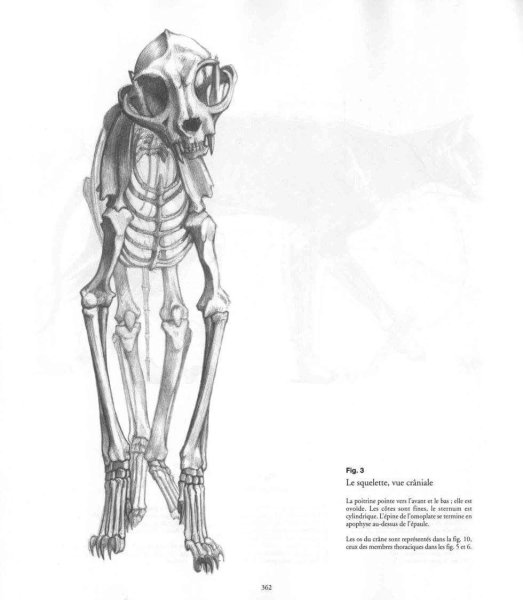 Скелет кота спереди